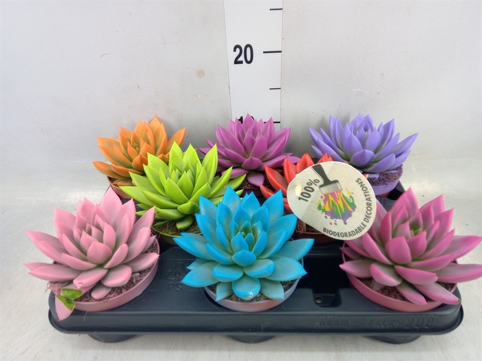 <h4>Echeveria  'Miranda'</h4>