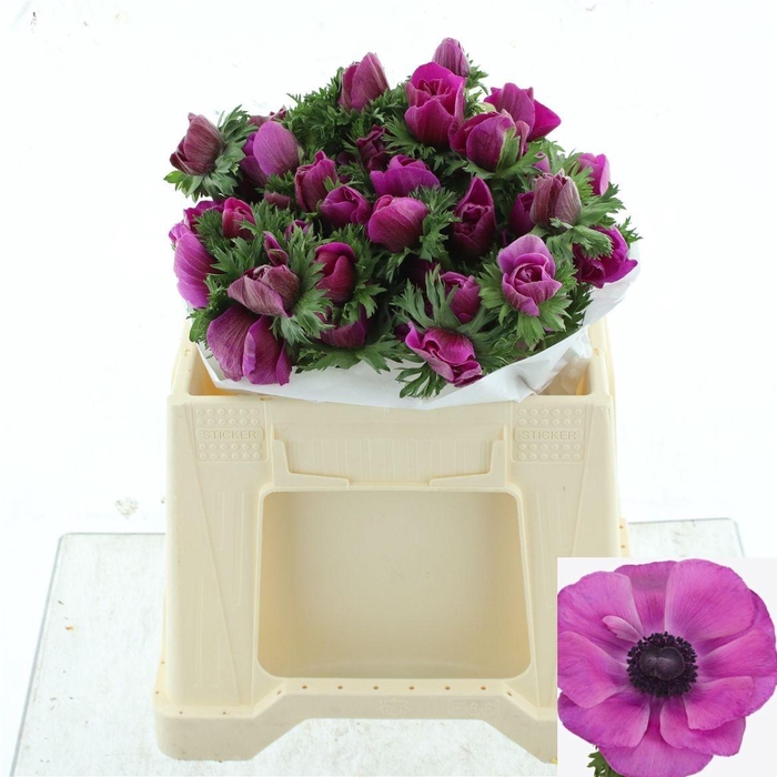 <h4>ANEM CO MIS + FUCSIA</h4>