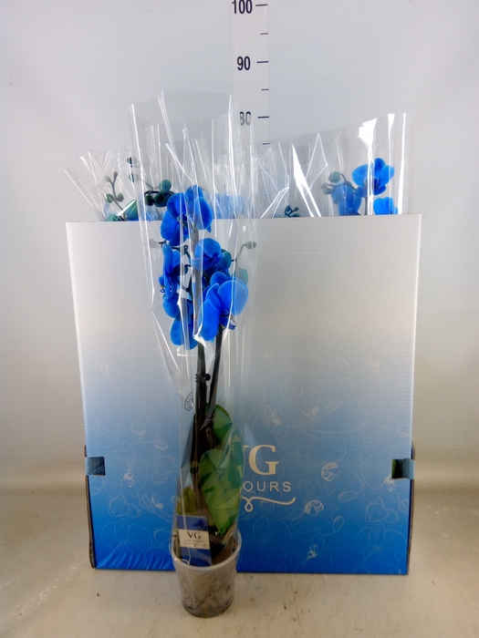 <h4>Phalaenopsis   ...</h4>