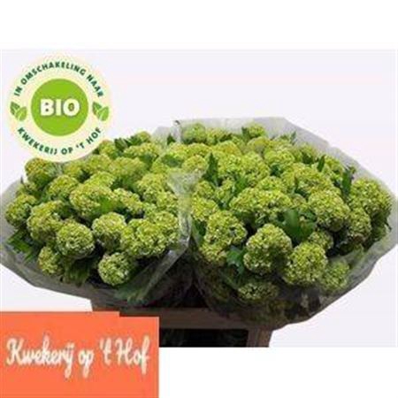 <h4>. Organic. Viburnum Roseum St 4+</h4>