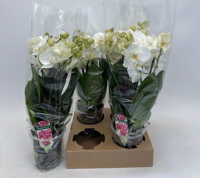 <h4>PHAL OV WIT</h4>