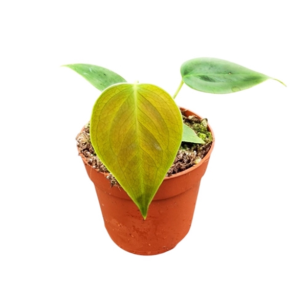 <h4>Anthurium Veitchii</h4>