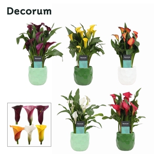Zantedeschia (Calla) mix in Ompot Nora ( Decorum)