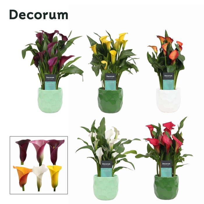 <h4>Zantedeschia (Calla) mix in Ompot Nora ( Decorum)</h4>