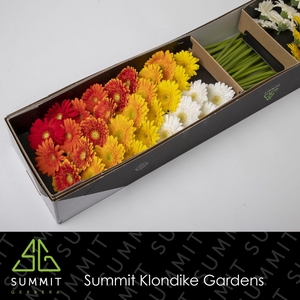 GE MI MIXED SUNSET DREAM