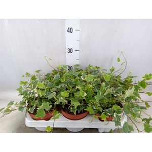 Hedera helix 'Eva'