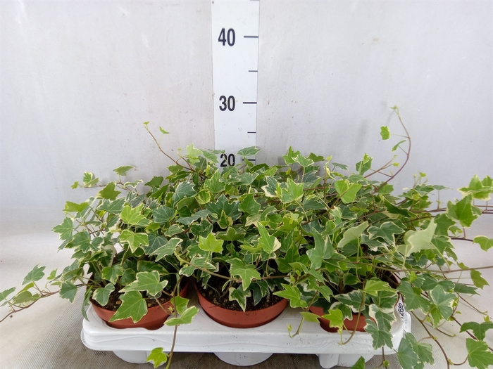 <h4>Hedera helix 'Eva'</h4>
