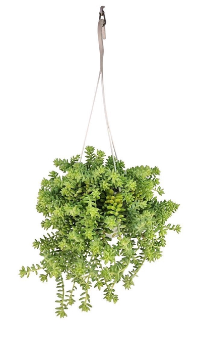 <h4>Sedum Burrito Hangpot</h4>