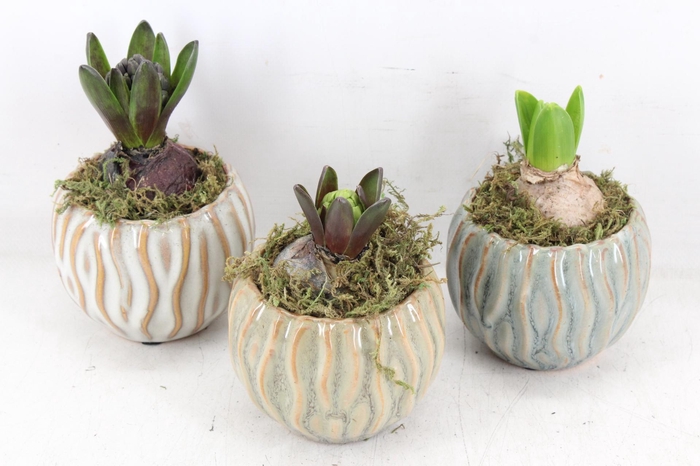 <h4>arr4 Hyacint FL - Squiggle pot x9</h4>