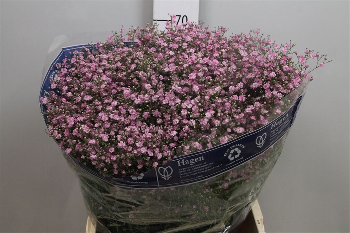 <h4>Gyps Pa My Pink</h4>