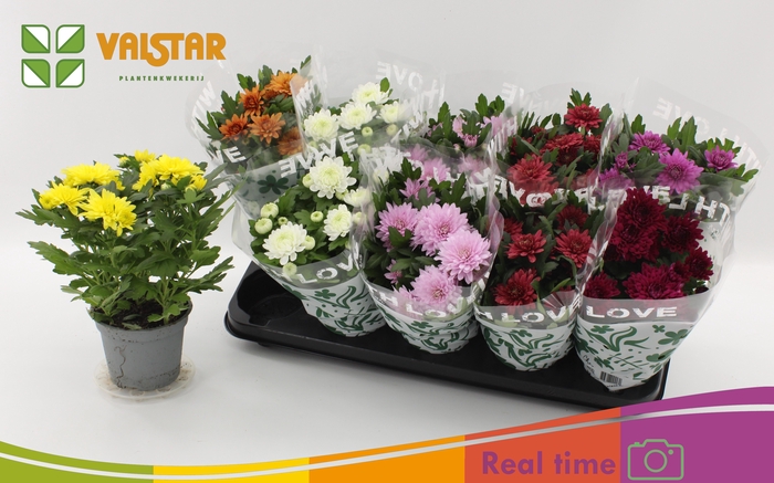 <h4>CHRYS GEM 7 KL</h4>