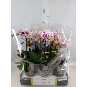 Phalaenopsis multi.   ...