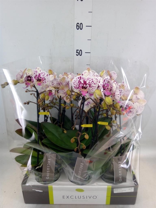 <h4>Phalaenopsis multi.   ...</h4>