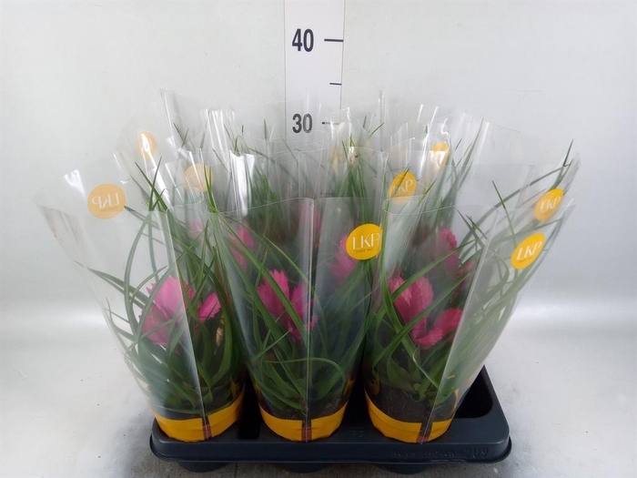 <h4>Tillandsia cyanea 'Josee'</h4>