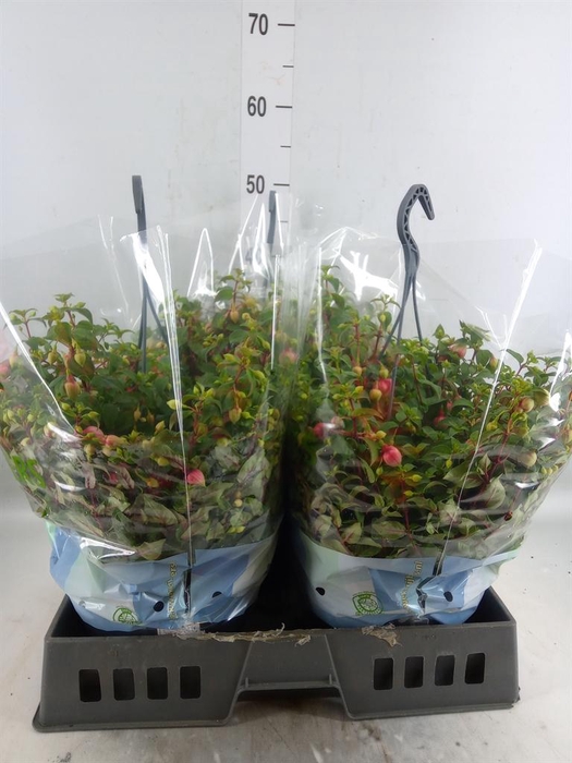 <h4>Fuchsia  'Bella Fuchsia Faya'</h4>