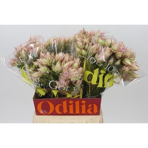 Blushing Bride Ayoba Satin Star