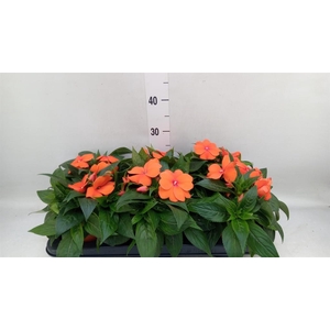 Impatiens NG 'ColPow Orange Red'
