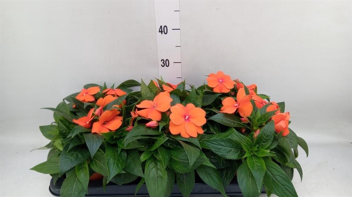 <h4>Impatiens NG 'ColPow Orange Red'</h4>