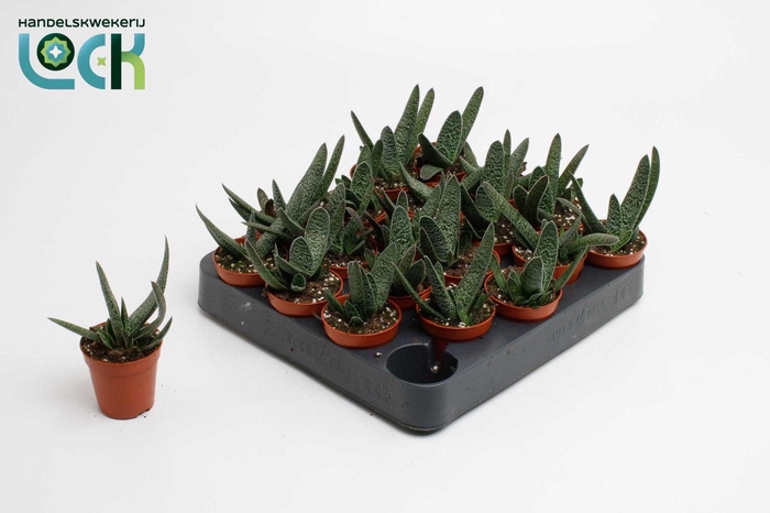 <h4>Gasteria Big Ben</h4>
