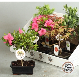 BONSAI GEM