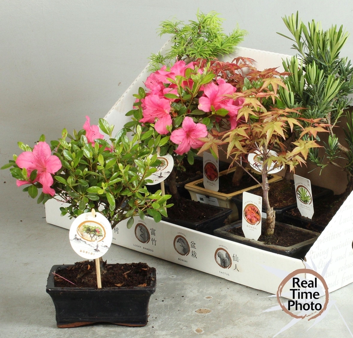 <h4>BONSAI GEM</h4>