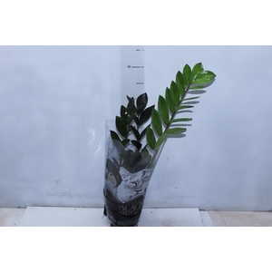 ZAMIOCULCAS BLACK QUEEN P14