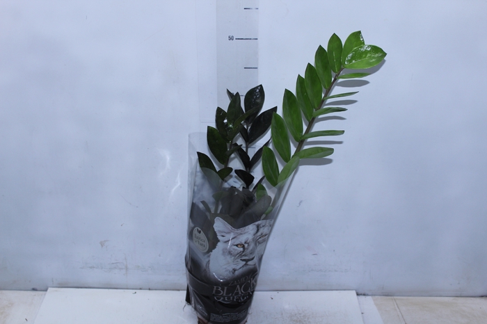 <h4>ZAMIOCULCAS BLACK QUEEN P14</h4>