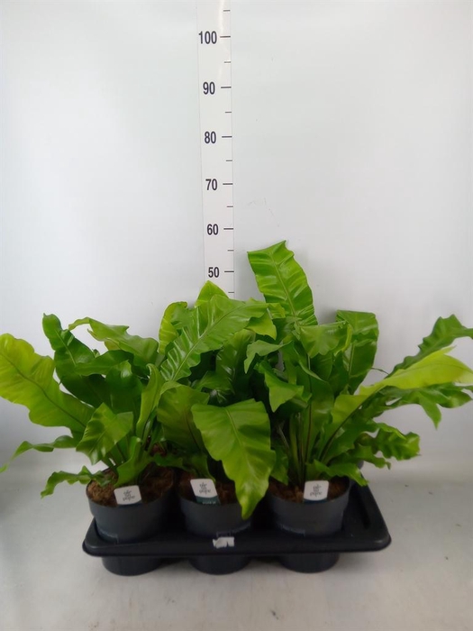 <h4>Asplenium nidus</h4>