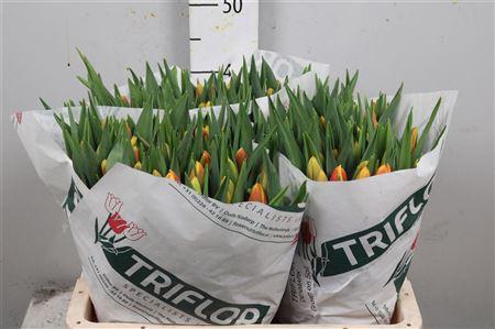 <h4>Tu En Denmark</h4>