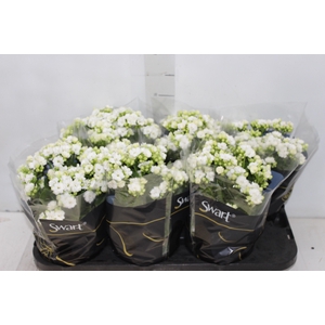 KAL. DOBRADO P15 BRANCO