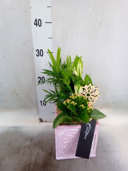 <h4>Arr.   Kamerplant Bloei L%</h4>