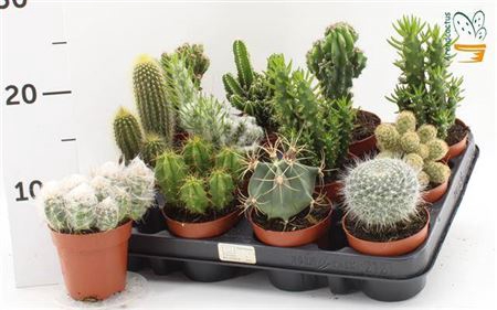 arr8 Cactus Gem