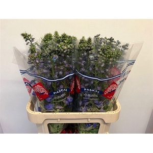 Delph Du Guardian Blue