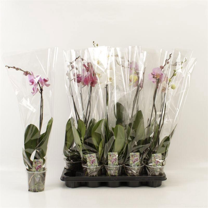 <h4>PHAL GEM 6 KL</h4>