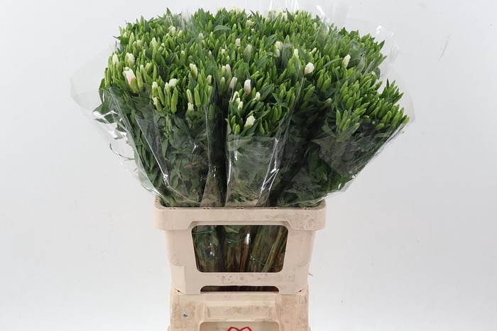 <h4>Clarkia Am Gr Ro Pi</h4>