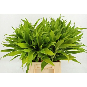 Drac Sand Lemon 52cm