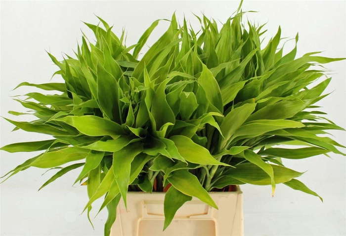 <h4>Drac Sand Lemon 52cm</h4>