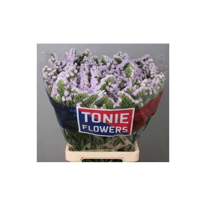 <h4>Lim S Tessa Lavender</h4>