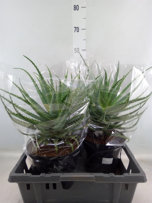 <h4>Aloe arborescens</h4>