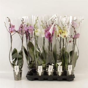 PHAL GEM 6 KL