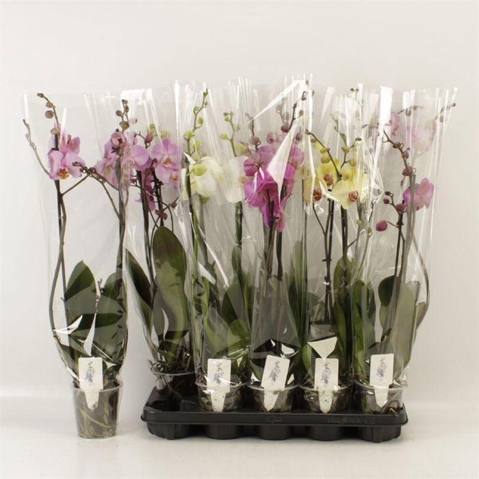 <h4>PHAL GEM 6 KL</h4>