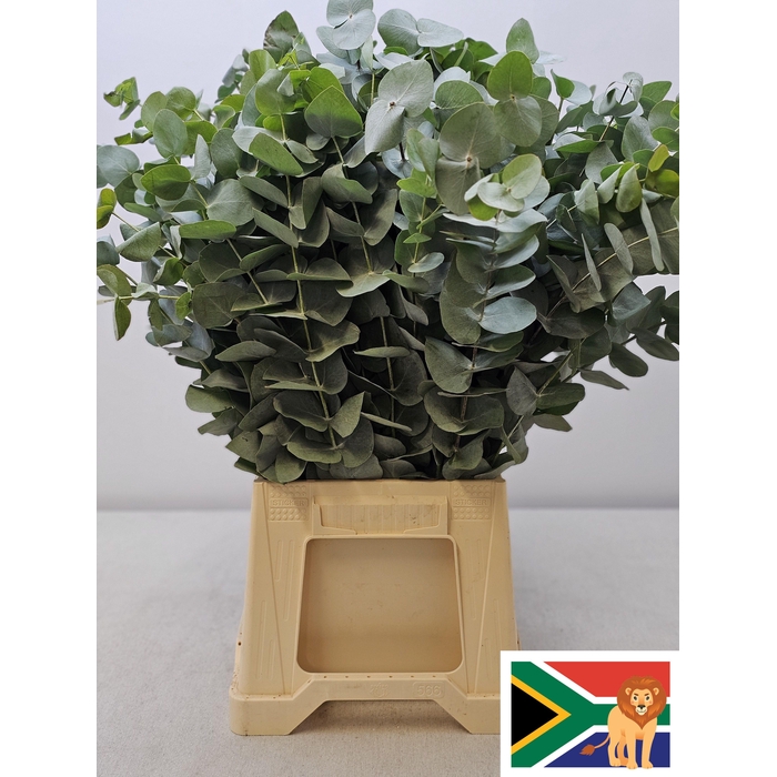 <h4>EUC CINEREA PER STEEL -ZA-SUPER</h4>