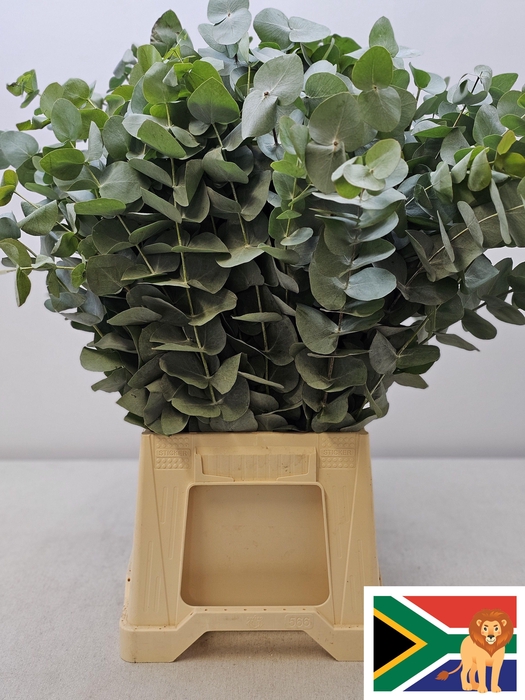 EUC CINEREA PER STEEL -ZA-SUPER