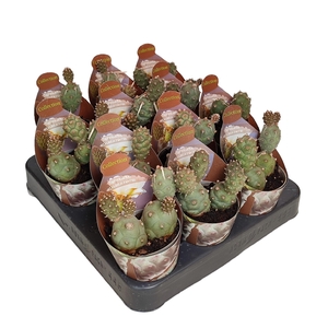 TEPHROCACTUS ARTICULATUS INERMIS - POT Ø 6,5 - COLLECTION WITH POTCOVER (CACTUS)