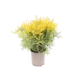 Thuja Golden Globe