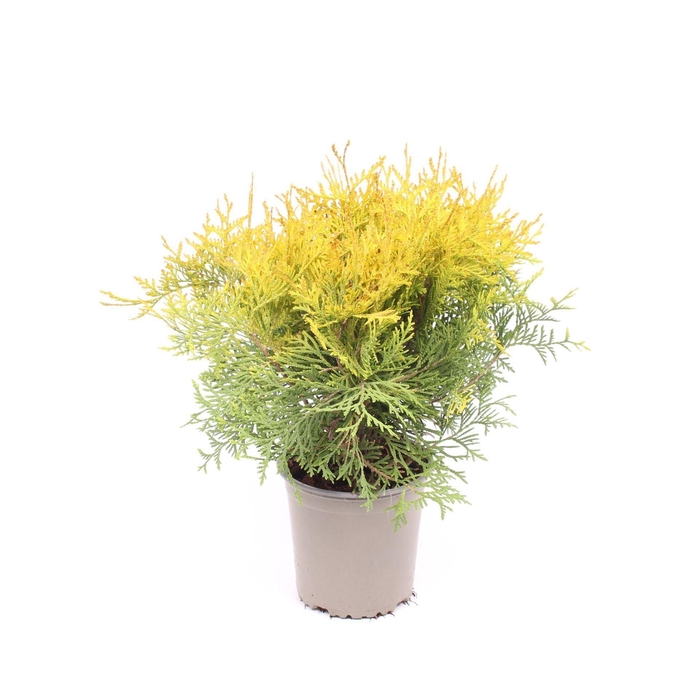<h4>Thuja Golden Globe</h4>
