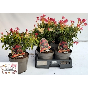 PIERIS FOREST FLAME