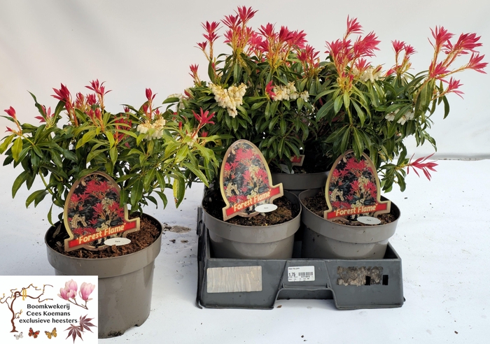 <h4>PIERIS FOREST FLAME</h4>