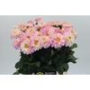 Dahlia Pink