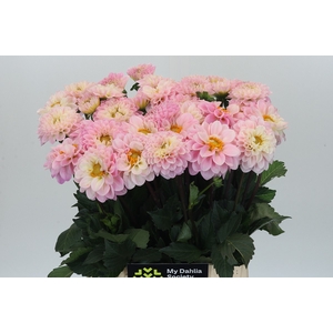 Dahlia Pink